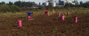 Tráfico de migrantes: gremio agrícola apunta a escasa fiscalización de contratistas