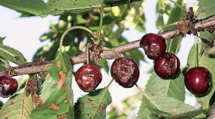 Falta de elementos para mantener la calidad de los árboles frutales provoca enfermedad en huertos de la zona