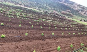 Álvaro Arriagada, ingeniero agrónomo en Rapa Nui: “Estoy convencido de que hay un potencial productivo en la isla”