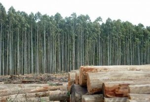 Envíos forestales acumulan alza de 17% a octubre