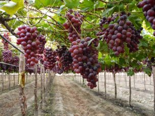 Productores de uva de mesa del norte chileno dan a conocer sus desafíos y lo que enfrentan en la temporada