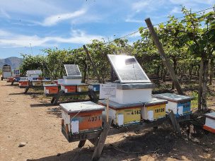 Plataforma agrotech chilena asiste a las abejas en su rol con el ecosistema