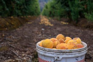 Expertos advierten efectos de las olas de calor en el agro