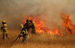 Alcalde de Los Sauces asegura que incendios forestales son intencionales y denuncia disparos contra Bomberos