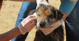 Colmevet participa en campaña de ayuda y rescate para los animales afectados por el incendio de Quillón