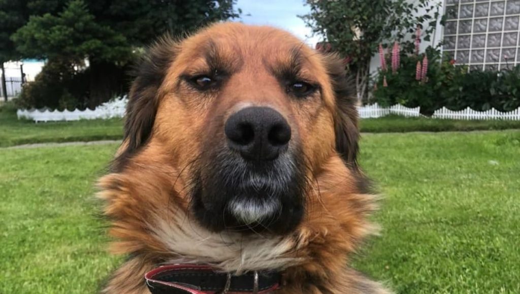 Brownie, perro de Gabriel Boric, asumió como el “primer perro de la nación” y debutó en Instagram