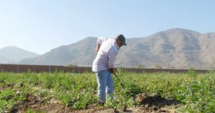 Mujeres, mayores de 55 y operarios del agro ven más impacto en cotizaciones por la pandemia