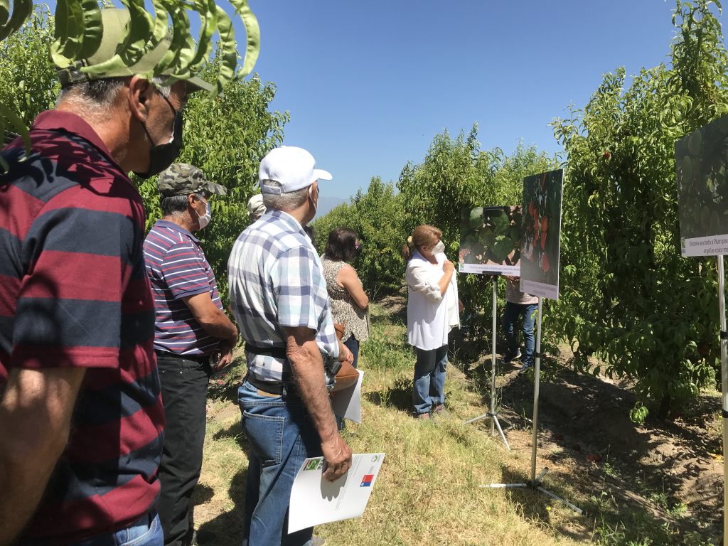 Enfermedad de Sharka: agricultores se capacitan para reconocer tempranamente los síntomas del virus