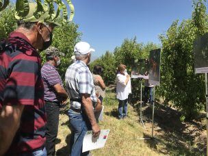 Enfermedad de Sharka:  agricultores se capacitan para reconocer tempranamente los síntomas del virus