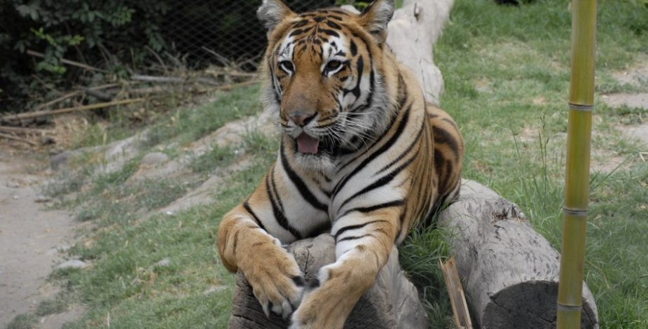 Animales del Buin Zoo son los primeros en Latinoamérica en recibir la vacuna contra el Covid-19