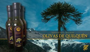 Desde la Araucanía, productor mapuche lanza aceite de oliva de clase mundial