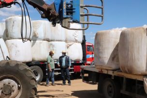 70% de usuarios Indap catastrados en Ñuble ya recibieron alimentos para animales por emergencia agrícola