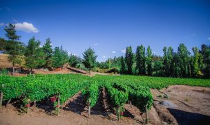 San Rosendo se abre al enoturismo