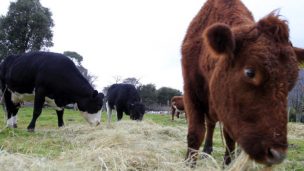 Productores piden cambios en Ley de Caza por nuevos ataques a ganado en Osorno