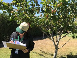 María Angélica Osores, Analista del Catastro Frutícola de CIREN: “La fruticultura se ha desarrollado de forma vertiginosa en Chile, a pesar del cambio climático”