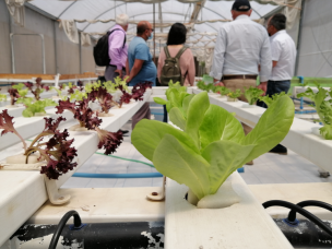 Productores de O’Higgins se especializan en el manejo y estudio postcosecha para Cuarta Gama