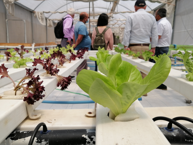 Productores de O’Higgins se especializan en el manejo y estudio postcosecha para Cuarta Gama