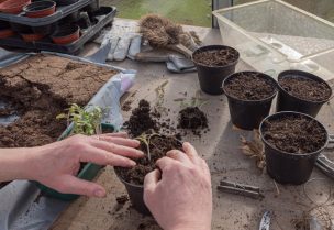 Agronomía UdeC realizará Escuela de Verano relacionada con creación de huertos urbanos y rurales