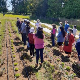 Cerca del 60% de los productores mejoró su rentabilidad gracias a Programa FNDR en Región de Los Ríos