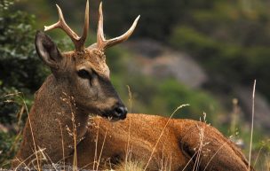 Registran por primera vez un huemul en la Reserva Magallanes