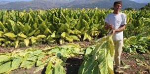 Comisión de Agricultura rechazó proyecto que perfecciona la Ley del Tabaco