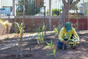 Parques de 16 comunas eliminarán el pasto ornamental para ahorrar 300 mil litros de agua diarios