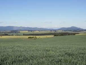 Salmones y agricultura: aumenta presencia de granos y proteínas vegetales en la comida de los peces