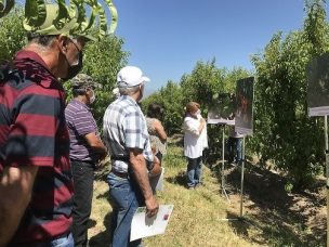 Enfermedad de Sharka: INIA realiza capacitaciones para que agricultores logren reconocer tempranamente los síntomas del virus