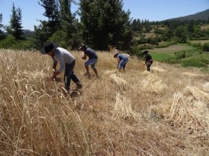 Altos precios para el trigo al inicio de la cosecha