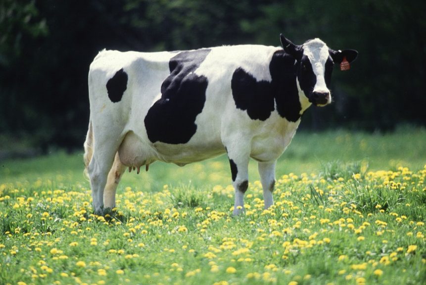Producción de carne en vara de ganado bovino crece 30,9% El Sur Concepción