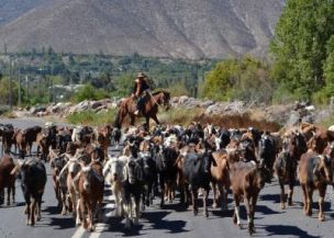 Argentina confirmó que no autorizará veranadas para crianceros de la Región de Coquimbo