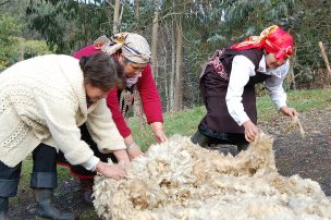 FIA y Usach abren nuevo diplomado para que educadores se formen en cooperativismo agrícola