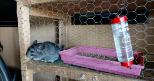 Rescatan a tres chinchillas desde una vivienda en Requínoa
