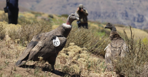 Tres cóndores que permanecían en cautiverio fueron liberados en el Cajón del Maipo