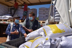 Indap entrega 2 mil toneladas de alimento para la ganadería por emergencia agrícola en Ñuble