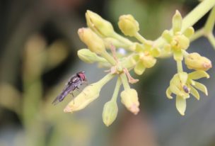 Estudio de la floración en palto Hass observa abundancia y diversidad de insectos silvestres