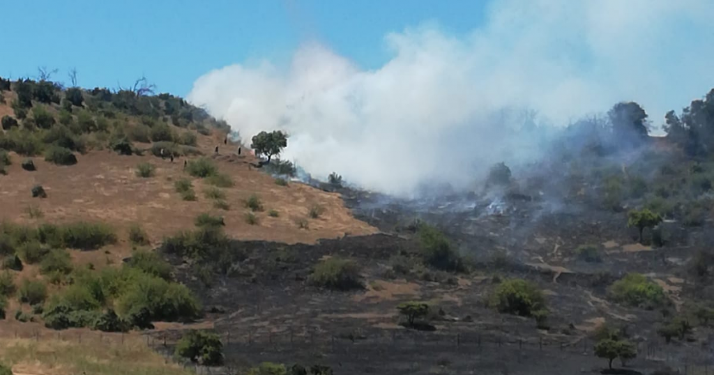 Región de O’Higgins: Se declara Alerta Roja para la comuna de Litueche por incendio forestal