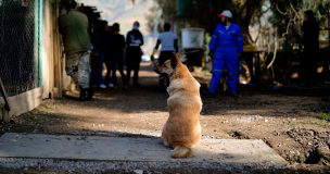 Más de 2.500 casos de maltrato animal recibió la Policía de Investigaciones en 2021