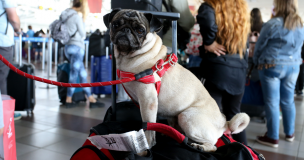 SAG y Nuevo Pudahuel recuerdan requisitos para viajar al extranjero con mascotas