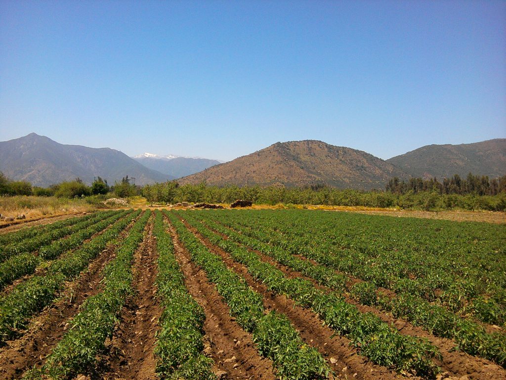 SNA: Crecimiento sector agrícola será 2,6% “siempre que no haya siniestros climáticos importantes”
