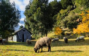 Agricultura continúa siendo la actividad más relevante para el desarrollo de sectores rurales de Biobío