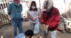 Seremi de Agricultura de Atacama evalúa en terreno brote de enterotoxemia en ganado caprino