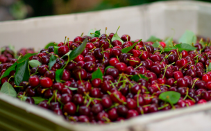 Año Nuevo Chino tiene a cerezas chilenas como protagonistas