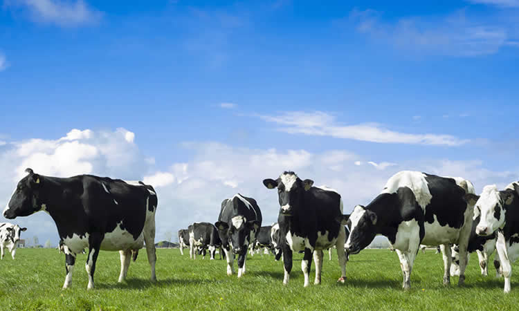 Entregan las primeras herramientas de apoyo al rubro lechero para enfrentar altos costos de producción