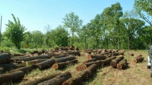 Envíos forestales bordean US$ 6.000 millones en 2021, su mejor registro en tres años