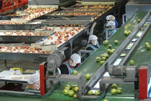 Fruteros acusan abuso de precios de fletes marítimos, en medio de peak de envíos