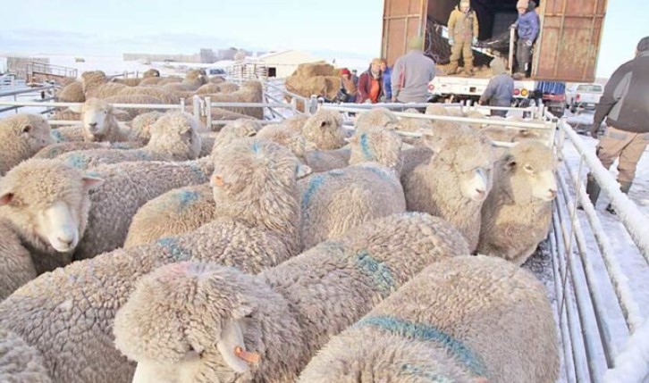 Ganadería 4.0: un potencial futuro para el manejo de ovinos en Magallanes