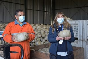 Horticultores de Ñuble aumentan casi en 170% sus ventas durante la pandemia gracias a convenio entre INDAP y Unimarc