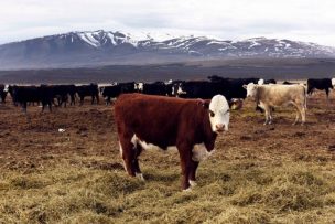 Producción de carne en Magallanes durante noviembre bajó 17,6%