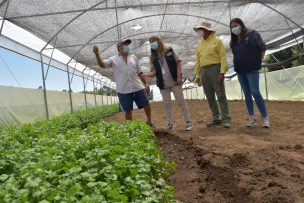 Crece la incorporación de tecnología entre hortaliceros de Ñuble